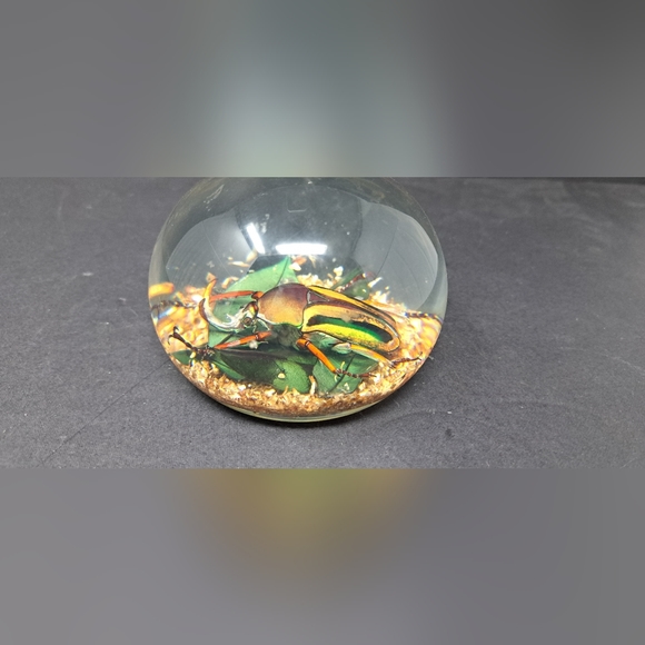 Vintage Lucite Paperweight Containing A Large Beatle - Picture 3 of 7